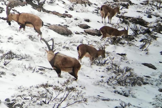 Yaban hayvanları için doğaya yem bırakıldı