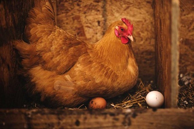 Turkey's chicken meat production realizes as 184 thousand 349 tons in December 2019