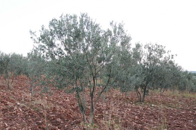 Zeytin üreticilerine zirai don uyarısı