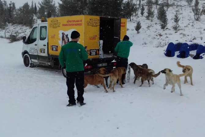 Gaziantep’te sokak hayvanları için 140 noktaya yem bırakıldı
