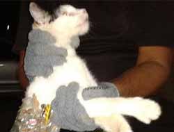 Brezilya'da kedi cezaevine telefon koyarken yakalandı video