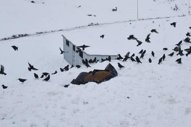 Malatya'da sokak hayvanları unutulmadı