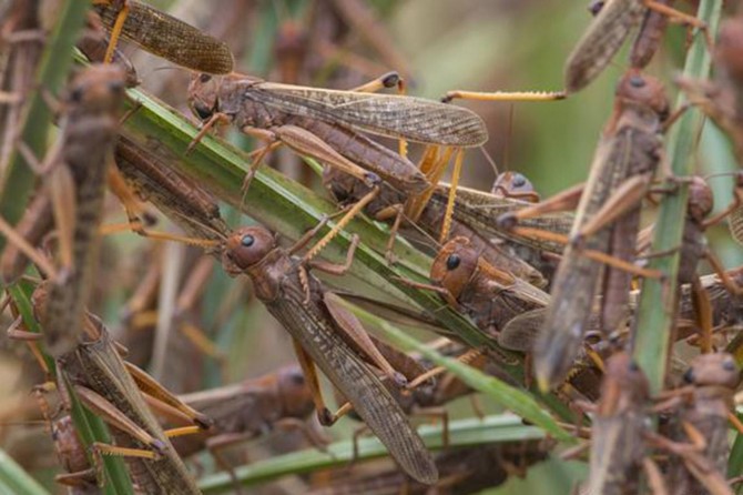 BM, Doğu Afrika'da çekirge istilası nedeniyle açlık tehlikesine karşı uyarıda bulundu