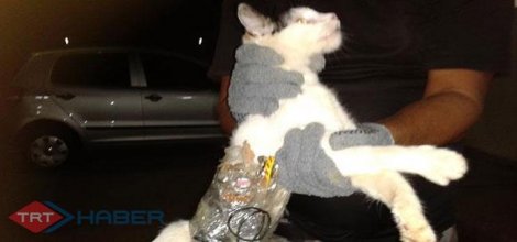 Kedi Cezaevine Telefon Sokarken Yakalandı