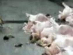 Önce kediler sonra insanlar yiyor!