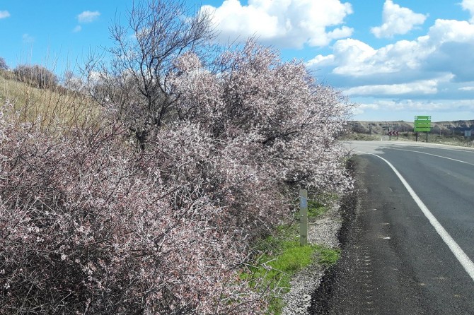 Baharın müjdecisi cemrenin düşmesiyle ağaçlar çiçek açtı