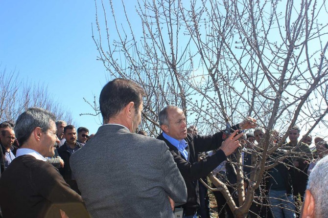 Adıyamanlı meyve üreticilerine verimi artırma yöntemleri anlatıldı