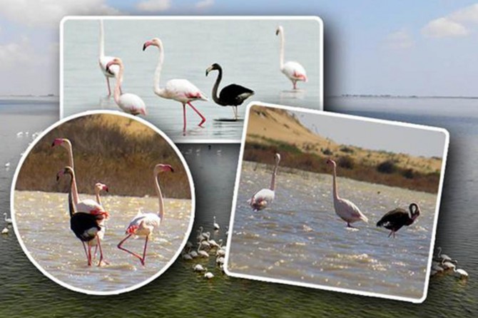 Siyah flamingo 3 yıl aradan sonra Türkiye'de tekrar görüntülendi