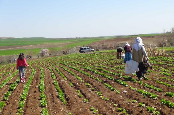 Adıyaman'da tarlalarda yetişen pancarlar mutfakta yerini almaya başladı