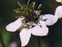 Baş ağrısını geçiren doğal besinler