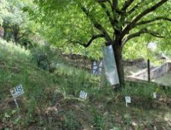 Keşmir Yaralı Cennet