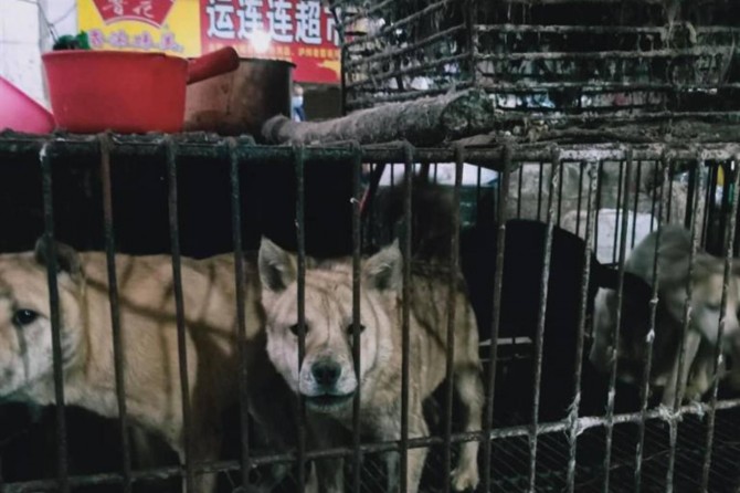 Çin’in Shenzhen şehrinde Coronavirus sonrası kedi ve köpek yemek yasaklandı