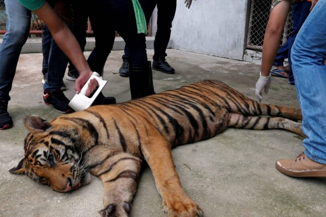 ABD’deyi kasıp kavuran Coronavirus ilk defa bir kaplana da bulaştı