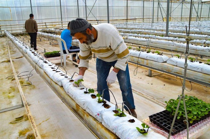 Ağrılı seracılar Coronavirus tedbirlerini alarak üretimlerine devam ediyorlar