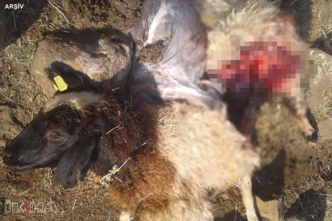 Gur êrîşî mîhan kirin: 7 mîh telef bûn