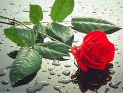 İro Salvegera Wîladeta Pîroz e