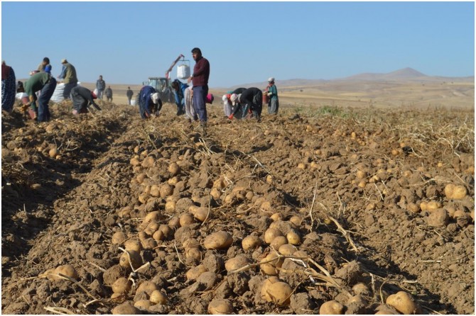 Tarım Bakanlığından tarlada çalışan çiftçilere Coronavirus uyarısı