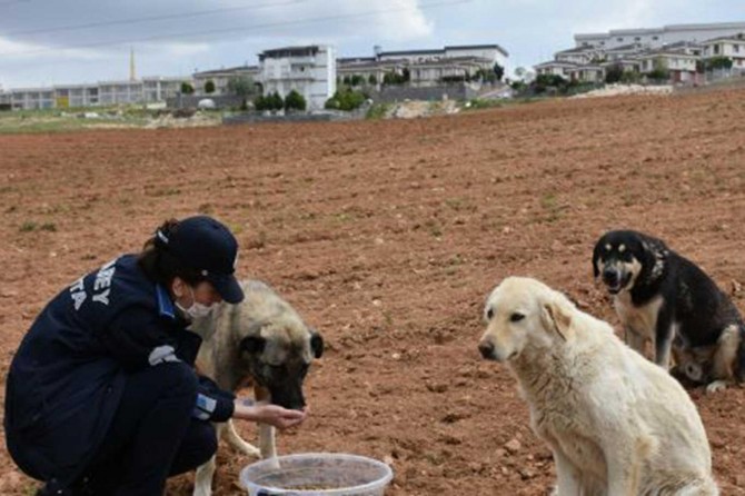 Gaziantep'te sokak hayvanlarına yiyecek bırakıldı