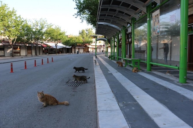 Şanlıurfa’da otobüs duraklarında bu kez kediler bekledi