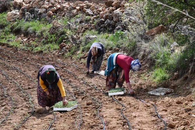 Mardin’de ada çayı ekimine başlandı