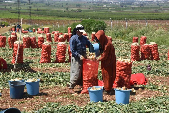 Adana'da 40 bin dekarlık alanda soğan hasadı başladı