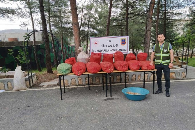 Siirt'te izinsiz salep toplayan kişi biyokaçakçılık suçundan gözaltına alındı