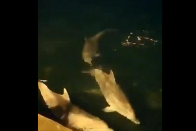 Coronavirus sessizliğini fırsat bulan yunuslar Ortaköy sahiline geldi