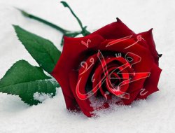 Mevlana Kültür Merkezi İtalya'da salavat kampanyası başlattı