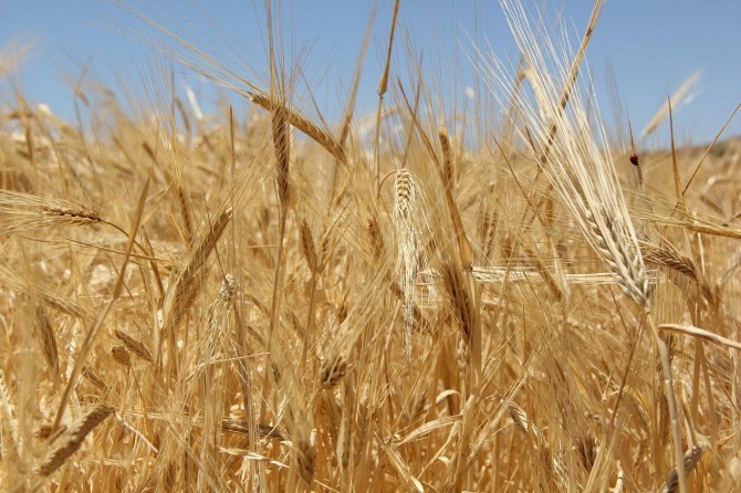 Rusya tahıl ihracatını 1 Temmuz’a kadar askıya aldı