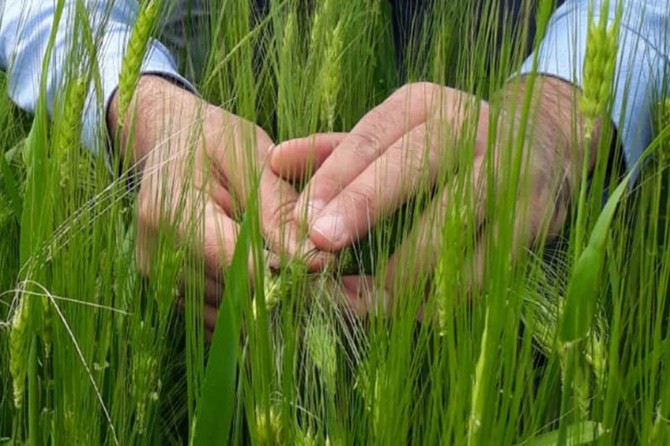 Diyarbakır'da süne ile mücadele çalışmaları sürüyor