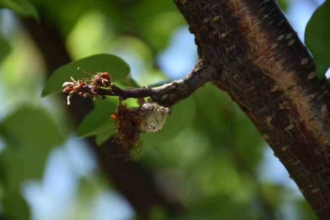 Malatya’da kayısı ve yetiştiricilerin sorun ve çözüm önerileri masaya yatırıldı
