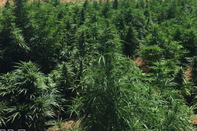 Malatya'da bin 500 kök keneviri ele geçirildi