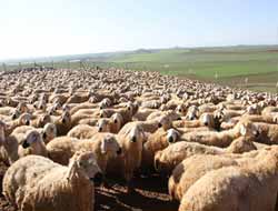 50 aileye bin 250 koyun dağıtıldı