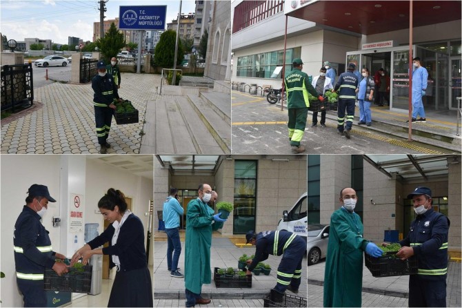 Şahinbey Belediyesi Gaziantep’te vatandaşlara reyhan çiçeği dağıtıldı