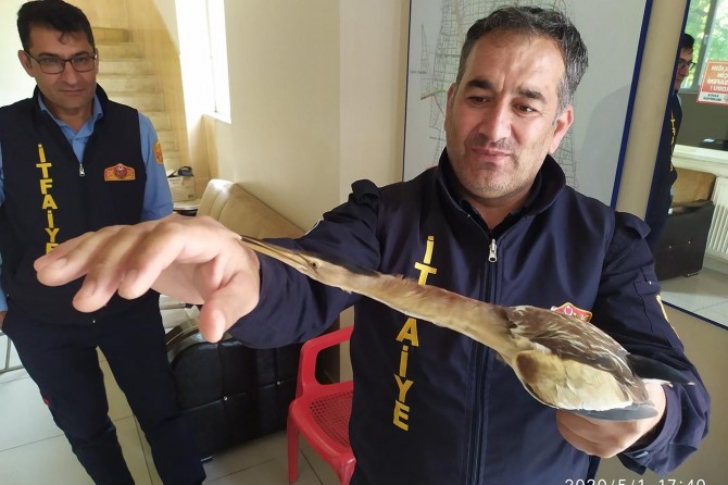 Kahta'da nesli tükenmekte olan balaban kuşu bulundu