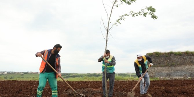 Diyarbakır Büyükşehir Belediyesinden çim biçme ve yeşillendirme çalışması