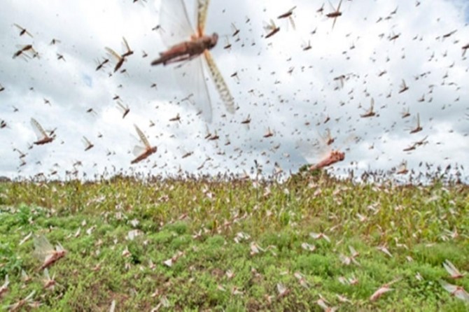 Pakistan’da çekirge istilası nedeni ile olağanüstü hâl ilan edildi