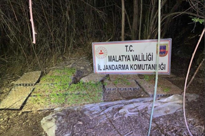 Nearly 4,800 cannabis sativa roots seized in eastern Turkey