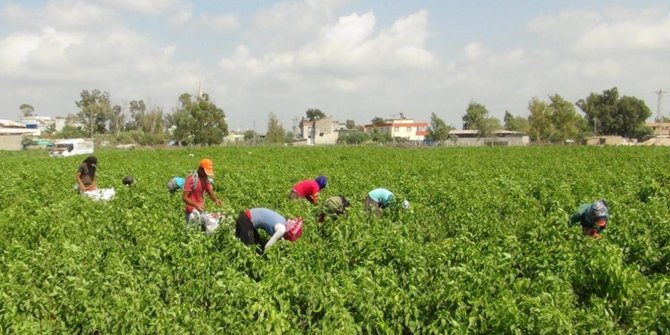 Dr. Merve Hamzaoğlu: "Tarımsal üretim sürmeli, gençler sahaya inmeli"