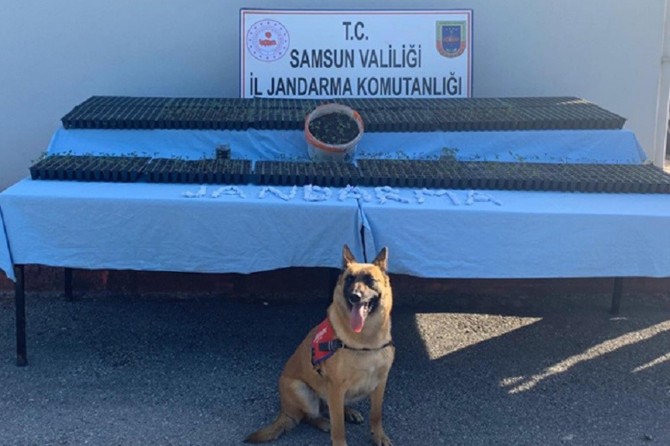 Samsun'da uyuşturucudan bir kişi tutuklandı