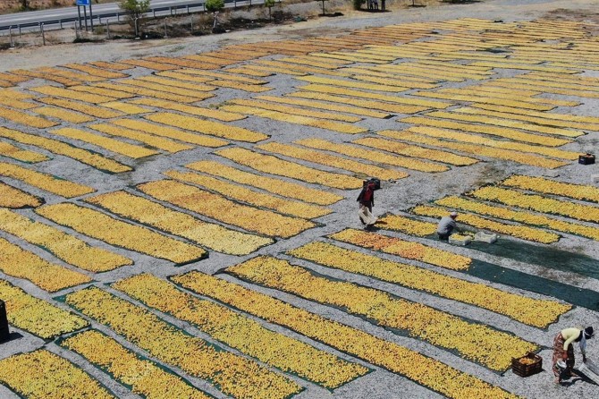 E-panel üzerinden Malatya kaysısı masaya yatırıldı