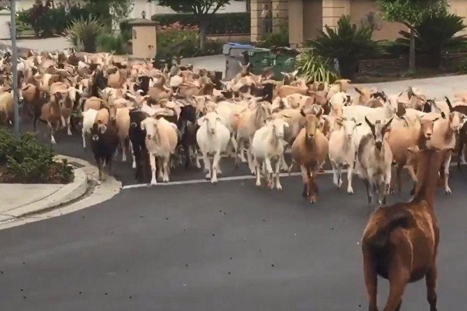ABD’de Coronavirus nedeniyle boş kalan sokakları keçiler bastı!