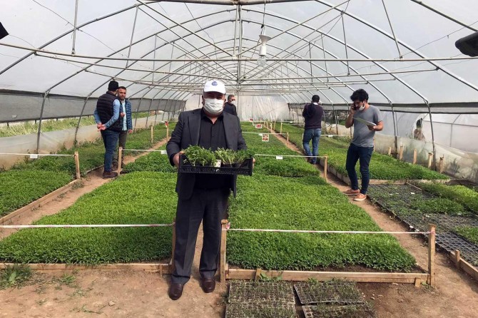 Van'da üretilen yerli fideler vatandaşlara dağıtıldı