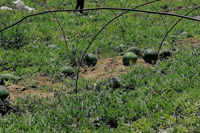 Adana'da karpuz hasadı heyacanı