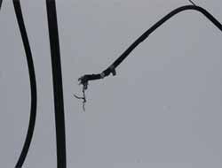 Ağrı'da hırsızlar telefon kablolarına dadandı