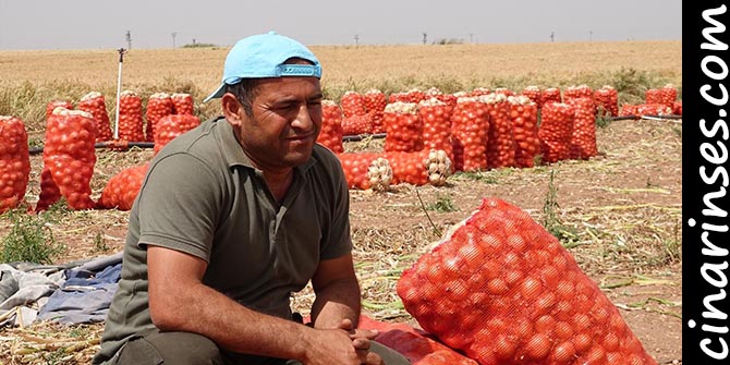 Ceylanpınarlı çiftçilerin ektiği soğan tarlada kaldı