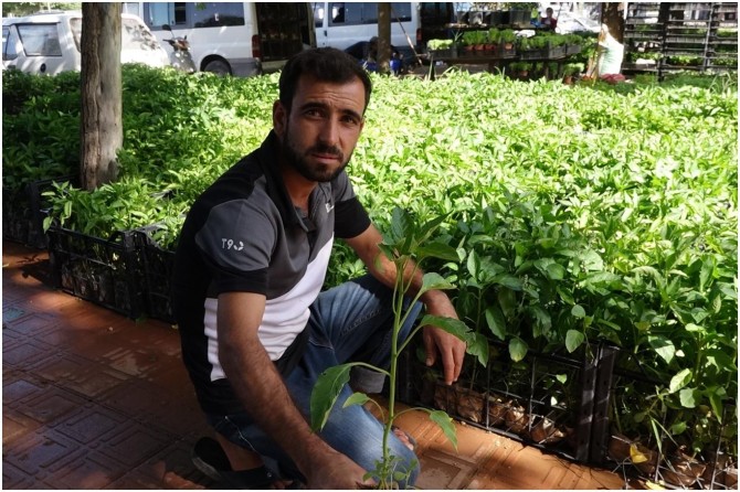 Fide üreticileri, Coronavirus nedeniyle bu yıl umduğunu bulamadı