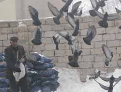 Ağrılı esnafın kuş sevgisi