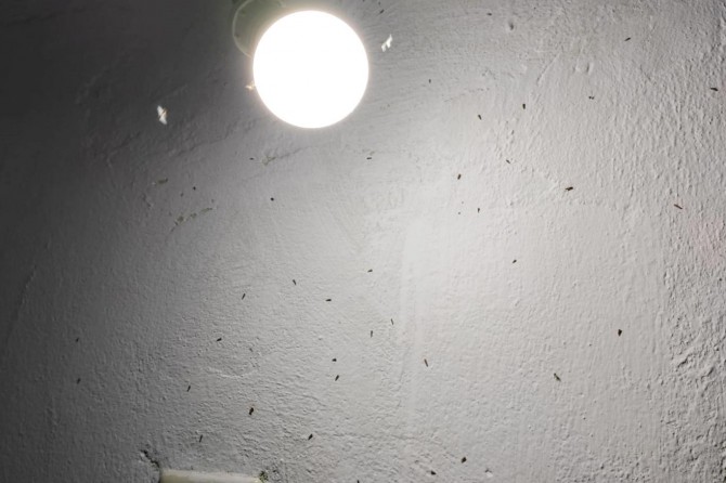 Mardin’i böcek ve sinekler bastı!