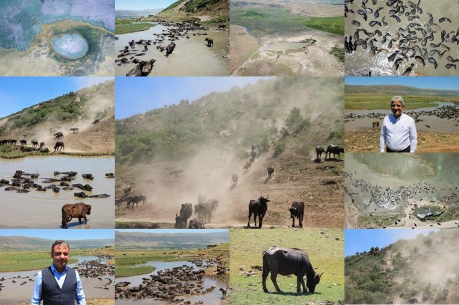 Bitlis ekonomisine büyük katkı sunan mandaların tozlu yolculuğu kaplıcada son buluyor